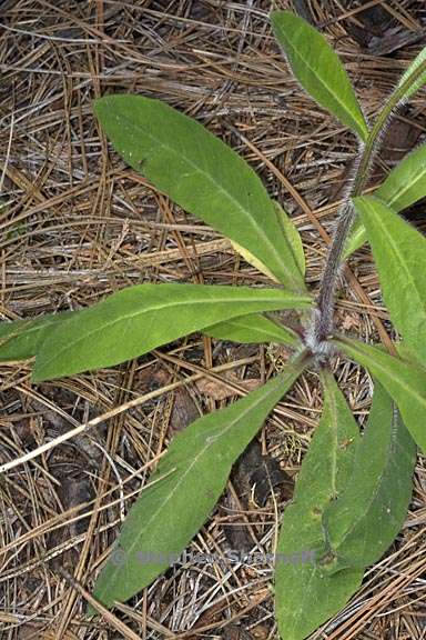 hieracium albiflorum 3 graphic